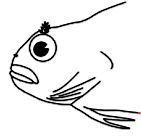 Parablennius _claves_08